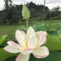 Nelumbo Nucifera &acirc;��Empress&acirc;�� Lotus 10 Seeds