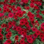 Dark Red Velour Petunia 400 Seeds
