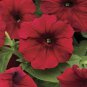 Dark Red Velour Petunia 400 Seeds