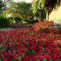 Dark Red Velour Petunia 400 Seeds