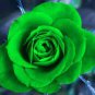 Rare Dark Green Light Green Rose Plant Flower 100 Seeds