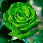 Rare Dark Green Light Green Rose Plant Flower 100 Seeds