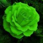 Rare Dark Green Light Green Rose Plant Flower 100 Seeds