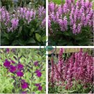 Imported Mixed 5 Typed of Salvia with tubular flowers 40 Seeds