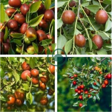 Ziziphus Jujube 40 Seeds