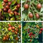 Ziziphus Jujube 40 Seeds