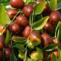 Ziziphus Jujube 40 Seeds