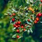 Ziziphus Jujube 40 Seeds