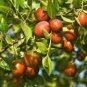 Ziziphus Jujube 40 Seeds