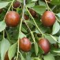 Ziziphus Jujube 40 Seeds