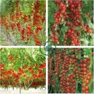 Tsifomandra Tomato Tree 200 Seeds