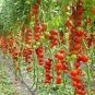 Tsifomandra Tomato Tree 200 Seeds