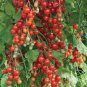 Tsifomandra Tomato Tree 200 Seeds