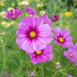 Heirloom Big Blooming Purple Cosmos Flower 40 Seeds