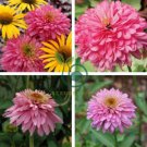 Rare 'Pink Poodle' Echinacea Purpurea 200 Seeds