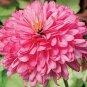 Rare 'Pink Poodle' Echinacea Purpurea 200 Seeds