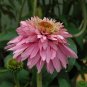 Rare 'Pink Poodle' Echinacea Purpurea 200 Seeds
