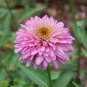 Rare 'Pink Poodle' Echinacea Purpurea 200 Seeds