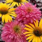 Rare 'Pink Poodle' Echinacea Purpurea 200 Seeds