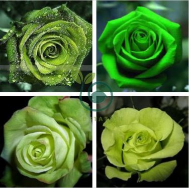 Dark Green European Rose Bush 100 Seeds