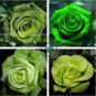Dark Green European Rose Bush 100 Seeds