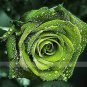 Dark Green European Rose Bush 100 Seeds