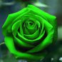 Dark Green European Rose Bush 100 Seeds