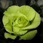 Dark Green European Rose Bush 100 Seeds