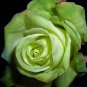 Dark Green European Rose Bush 100 Seeds