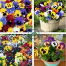 Pansy Swiss Waved Mixed 100 Seeds