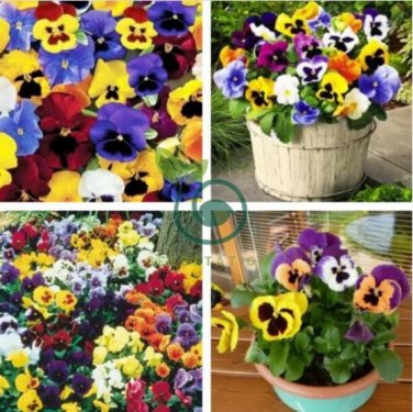 Pansy Swiss Waved Mixed 100 Seeds