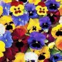 Pansy Swiss Waved Mixed 100 Seeds