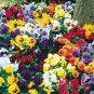 Pansy Swiss Waved Mixed 100 Seeds