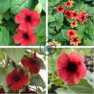 Thunbergia AlataChile Susan 20 Seeds