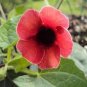 Thunbergia AlataChile Susan 20 Seeds