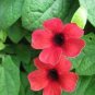 Thunbergia AlataChile Susan 20 Seeds