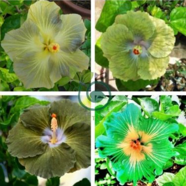 Green Hibiscus 200 Seeds