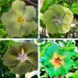 Green Hibiscus 200 Seeds