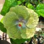 Green Hibiscus 200 Seeds