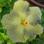 Green Hibiscus 200 Seeds