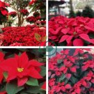 Colorful Poinsettia Potted Bonsai Flower 200 Seeds