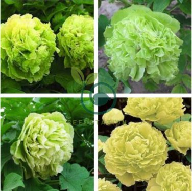 Rare 'Lv Juren' Green Peony Shrub 10 Seeds