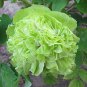 Rare 'Lv Juren' Green Peony Shrub 10 Seeds