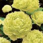 Rare 'Lv Juren' Green Peony Shrub 10 Seeds