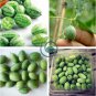 New Rare Green Mini Thumb Organic Watermelon 16 Seeds