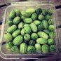 New Rare Green Mini Thumb Organic Watermelon 16 Seeds