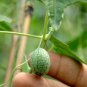 New Rare Green Mini Thumb Organic Watermelon 16 Seeds