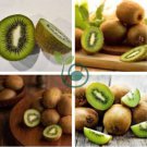 Mini Large Kiwi Fruit Heirloom Chinese Gooseberry Fruit 100 Seeds