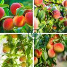 Sweet Juicy Peach Tree 4 Seeds