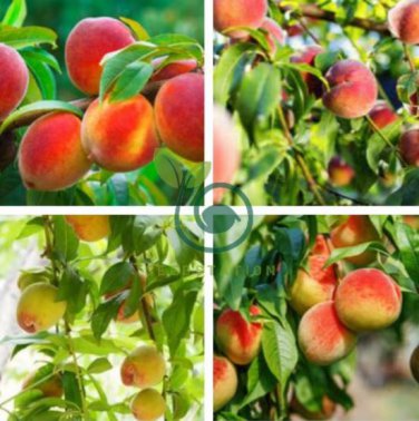 Sweet Juicy Peach Tree 4 Seeds
